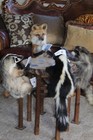 Poker Game Raccoon Skunk Red Fox Badger Mount Taxidermy Log Cabin Decor Novelty
