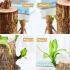 Brazilian Wood Plant  Indoor Office Desktop Plant  Mini Brazil Lucky Wood Decor