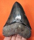 Stunning Megalodon Shark Tooth - Real Fossil 4 04    Shark Teeth No Restoration