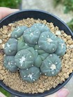 6-8cm Cactus Succulent Multiple Heads Plant Garden Beautiful Plant Seedgrowth