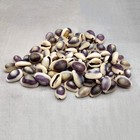 Purple Top Cowrie Seashells Bulk  approx  Half Cup   -45 Shells 0 5  Inches 