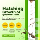 2x Carolina Praying Mantis Egg Case Natural Pest Control Produces Upto 400 Baby
