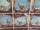 Vintage Christmas Reindeer Fawn Doe Gift Wrap 20x30  Unused Unique