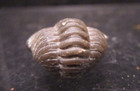   Cute Enrolled Pac Man Flexicalymene Meeki Trilobite Ordovician  Mt  Orab  Ohio