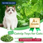 Catnip Toys Saury Fish  Cat   Kitten Chew Kicker Interactive Crinkle Toys For Bo