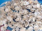 1 2 Pound Of Star Limpet Sea Shells  Beach Decor Craft Tropical Nautical