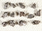 Big Lot Of Little Campo Del Cielo Meteorite S 100  Authentic Argentina 19 1gr