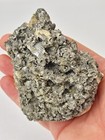 Ruck s Pit Calcite Clam Fossil - Mercenaria Permagna - Ft  Drum  Florida