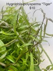 Hygrophila  purple  Live Aquarium Plant  Beginner Friendly Free Shipping 2 1 Fre