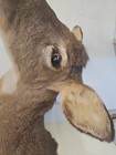 Whitetail Deer Doe Head Shoulder Mount Taxidermy  Th3