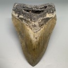 Large Serrated 5 10  Fossil Megalodon Shark Tooth - Great Shape 