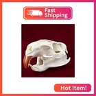 Clloeat Taxidermy Real Animals Skulls  Real Bones Specimen  Taxidermy Supplies F