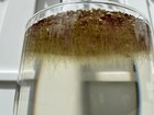 Giant Duckweed 7-8 Grams Starter Culture