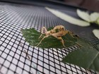Extatosoma Tiaratum Specimen 40x Feeder Stick Insect Specimen Eggs  rare 