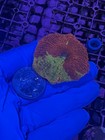 Jawbreaker Mushroom Coral Lps Softy Wyswyg 
