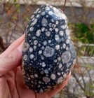 Mirror Polished Orbicular Granite