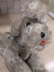 Vintage Steiff Snobby Poodle Laying   1950s Button   Tag
