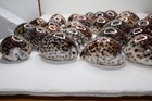 Lot Of 32 cypraea Tigris  Beautiful Color And Pattern