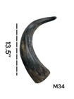 One Medium Unpolished Cow Horn   Real Horn   One Of A Kind   Natural Color    34