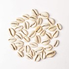 40 Cowrie Shells Congo