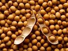 Vegan Soybeans  5 Lbs  Gluten Free  Great For Salad Sprouts Grown In Iowa  Veget