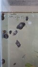 Mystery Snails Live Freshwater Aquarium Multiple Sizes -  7 Per 2 Snails  