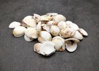 Speckled White Brown Black Clam Seashells Approx  1 Cup 45  Shells 0 75  Inches