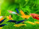 40 Mixed Neocaridina Live Shrimp Freshwater Aquarium Arrival Guarantee