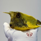 Fish Specimen Real Lactoria Cornuta  Museum-quality Taxidermy  29cm 11 4 