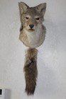 Coyote Head Mount Taxidermy Whitetail Deer Antler Mule Hunt
