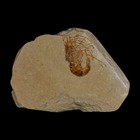 1 1  Fossil Shrimp Carpopenaeus Cretaceous Age 100 Mil Yrs Old Lebanon Coa