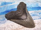 Megalodon Shark Tooth 5 3 4 Sharks Teeth Huge Jaw Fossil Real Megladon Serrated
