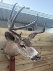 Real Whitetail Deer Shoulder Mount Taxidermy Wall Decor Cabin Lodge