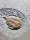 12 Mm Fossil Trilobite Megistaspis  ekeraspis  From Ordovician Morocco