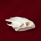 Real Turtle Skull Animal Skeleton Bone Specimen Educational Gift Science