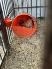 6 Gamefowl Eggs For Sale Ray Hoskins   s Yellow Leg Hatch