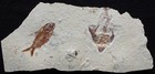 Nematonotus 120   Coccodus Crusher Fish - Nice Plate Cretaceous Fossils Lebanon