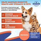 Probiotics Prebiotics With Enzymes For Dogs And Cats Digestive Gut Flora Health