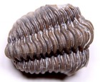 Calymene Breviceps Waldron Shale Trilobite Fossil Indiana Silurian