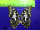 Ind 08 A   A  Polyura Phyrrus    Butterfly Butterflies Papilio