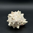 Natural Fossilized Murex Ramosus Sea Shell 3 X 2 5 Inch Beautiful Pink Inside