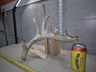81   10 Point Farm Whitetail Shed Mancave Taxidermy Horn Antler Cabin Buck Decor