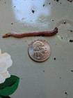 100 Louisiana Swamp Worms  dendrobaena Veneta  -ships Free Live Bait  Composting