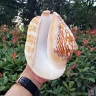 Large Natural Strombus Latissimus Seashell Rare Real Beach Home Deco 5-6  Inch