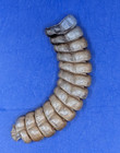 Very Nice Genuine Western Diamondback Rattlesnake Rattle Item 7174