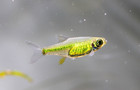 6  Kubotai Neon Green Rasboras Live Freshwater Fish