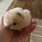 New White Guinea Pig Fluffy Fair Trade Alpaca Wool Peru 5  Long