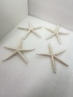 Starfish  4 