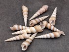 Purple Turitella Seashells Turitella Terebra  12 Shells Approx  2  Inches 