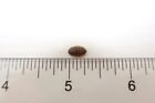 Dubia Roaches